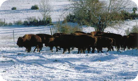 BISON