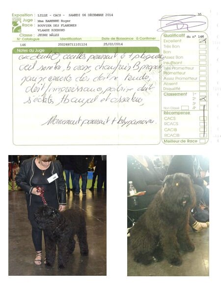 Jioury de la DULLAGUE à 10 mois expo canine de LILLE