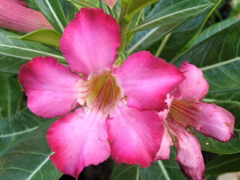 ADENIUM 4