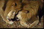 lions_nuzzling_1_