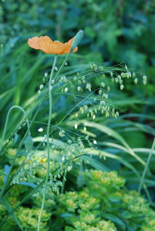 Briza media 'Limouzi' Papaver atlanticum