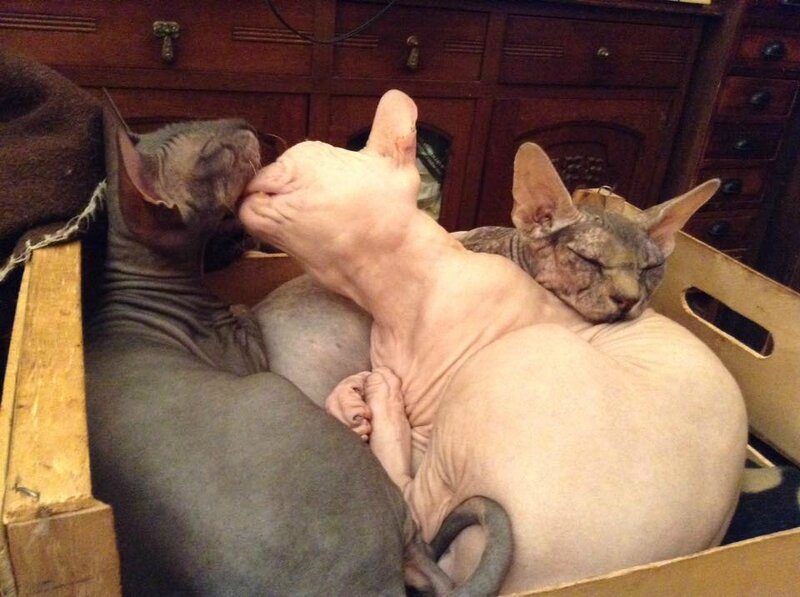 Lamia , Strigoï,sdonskoy et Ligie, une soeur Sphynx,