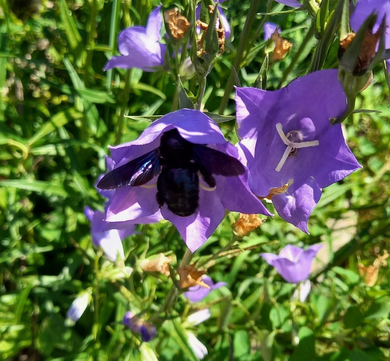 abeille charpentière (5)