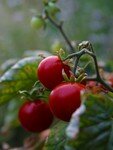 CherryTomatoes