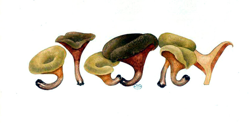 148 Paxillus involutus