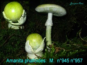 Amanita phalloides n°945 et n°957