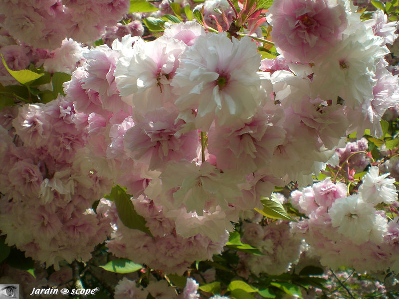 Cerisier en fleurs