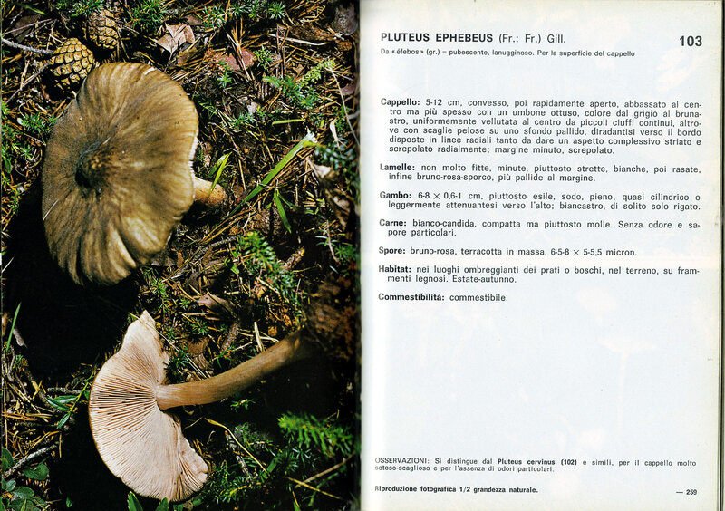 Pluteus Cetto_0002