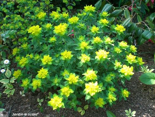 Euphorbia polychroma