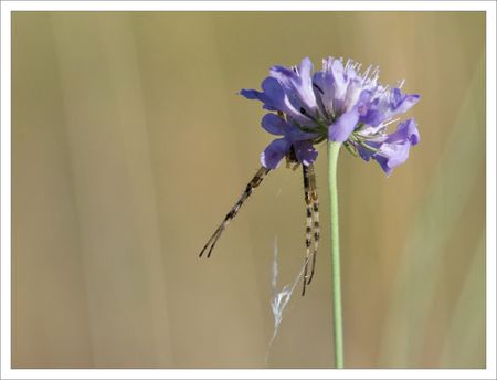 Torfou_epeire_fleur_bleue_100809