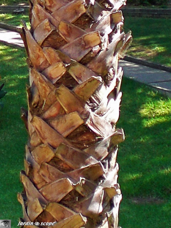 Palmier sp.