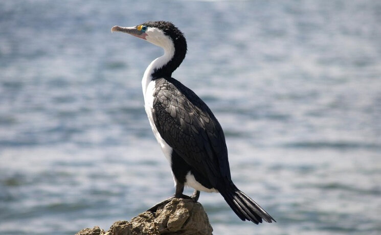 pied shag © Alan Tennyson