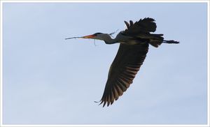 heron_transport_S1_MS_280209