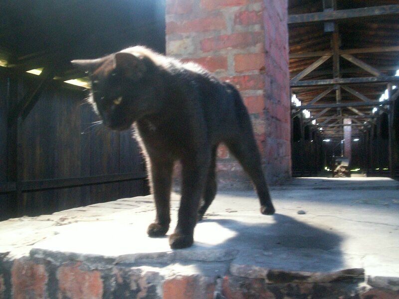 Birkenau le chat