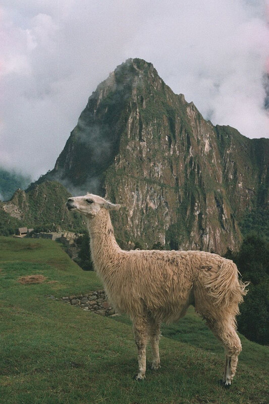 Llama_in_Machu_Picchu