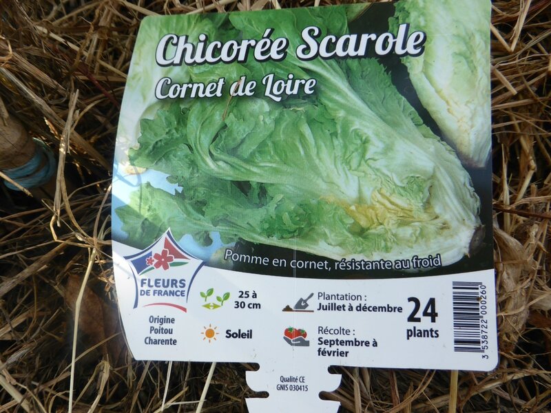 24-salade-chicorée (2)