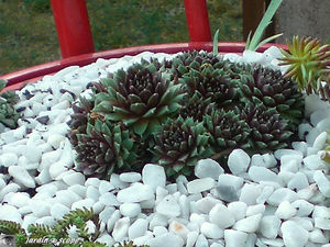 Sempervivum - Joubarbe