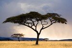 Paysage_du_Serengeti__Tanzanie