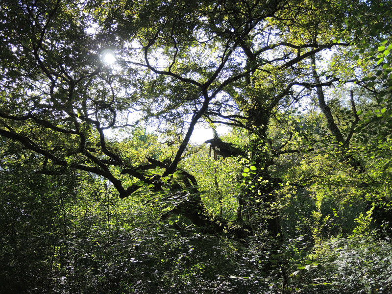 Ainhoa, arbre et branches