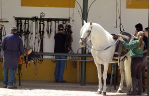 JEREZ_FUNDACION_REAL_ESCUELA_ANDALUZA_DEL_ARTE_ECUESTRE__4_