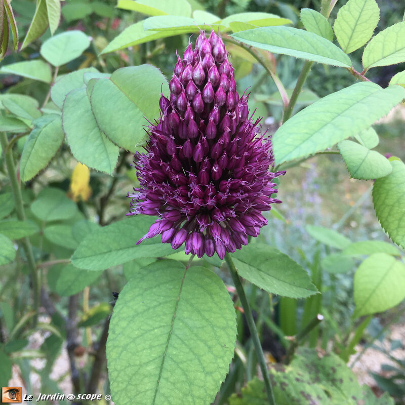 Allium-Sphaerocephalum-3