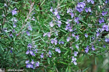 Romarin-en-fleurs