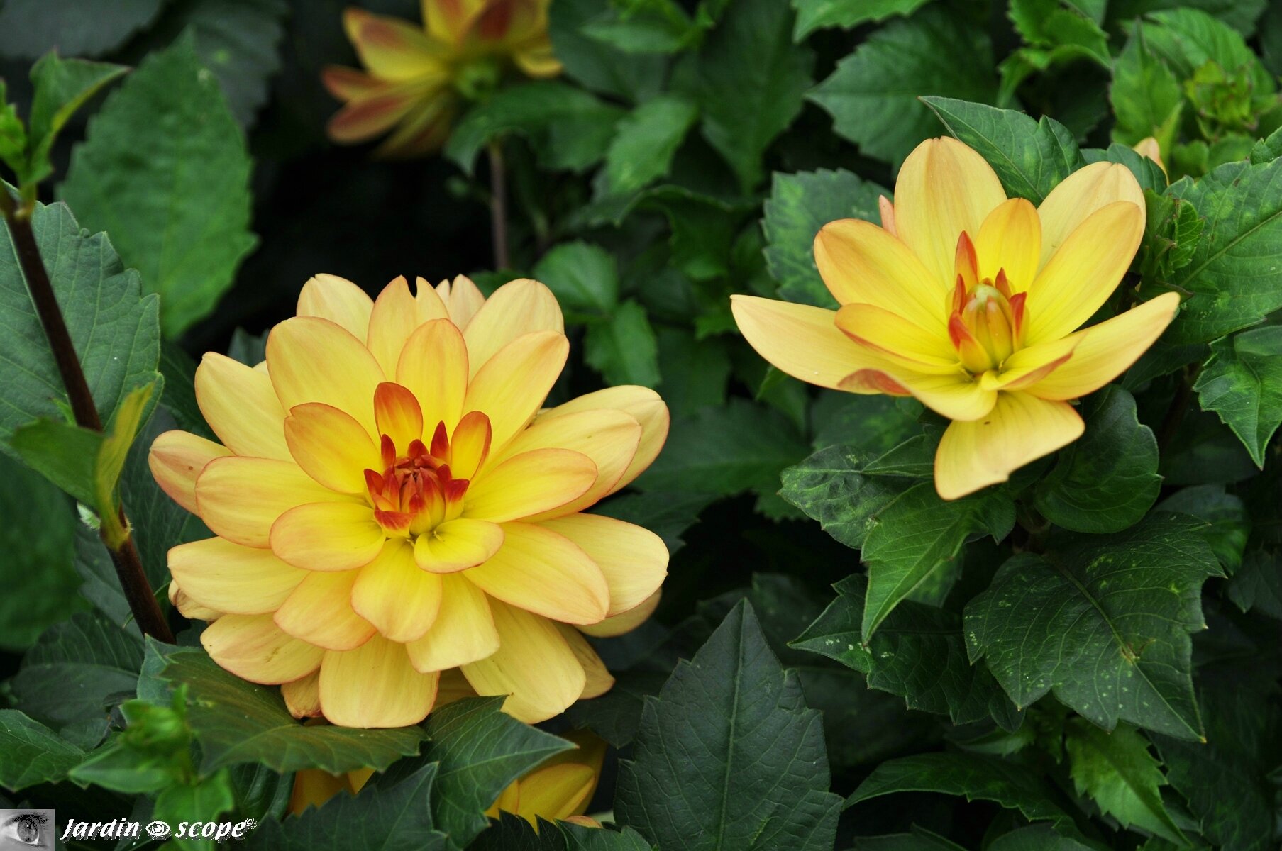 Dahlia Millefleurs