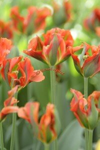 IMG_2534copie2