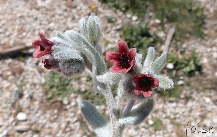 Fleurs purpurines en grappes bifurquées bractées foliacées