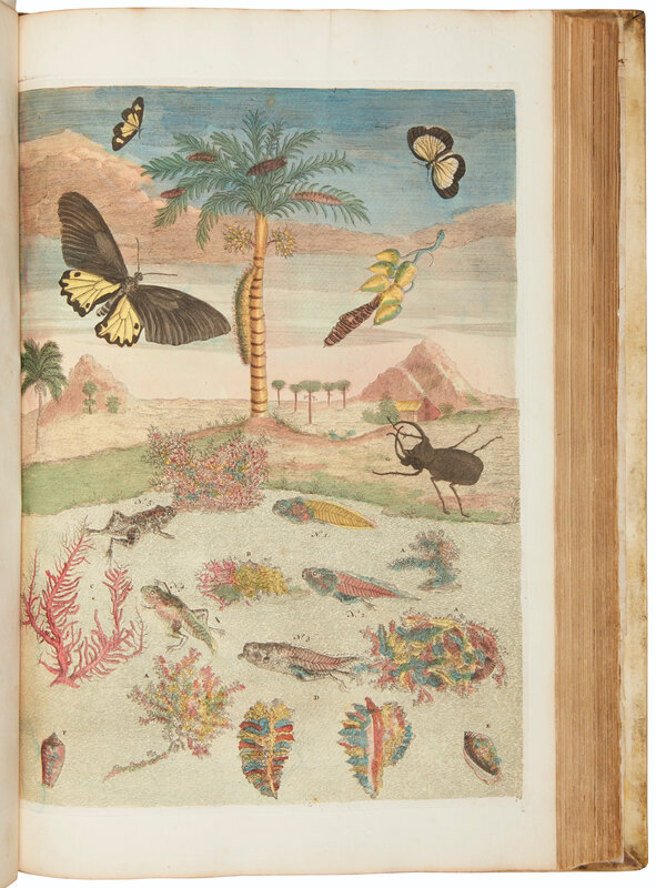 2019_NYR_17666_0115_006(maria_sibylla_merians_great_plate_books_on_insects_amsterdam_1719_1730)