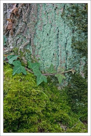 arbre_mousse_lierre_210210