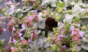 origanum_20dictamnus