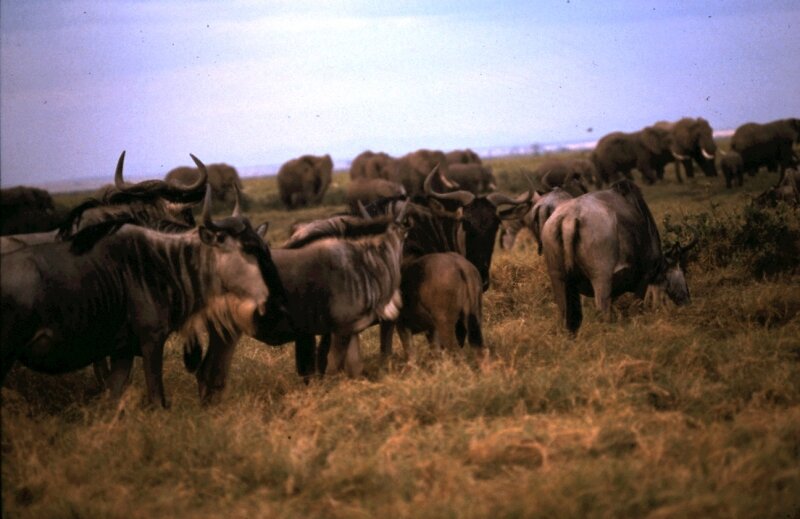 amboseli gnous d