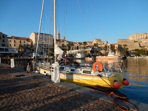 Le choucas au port de Calvi 2 201215