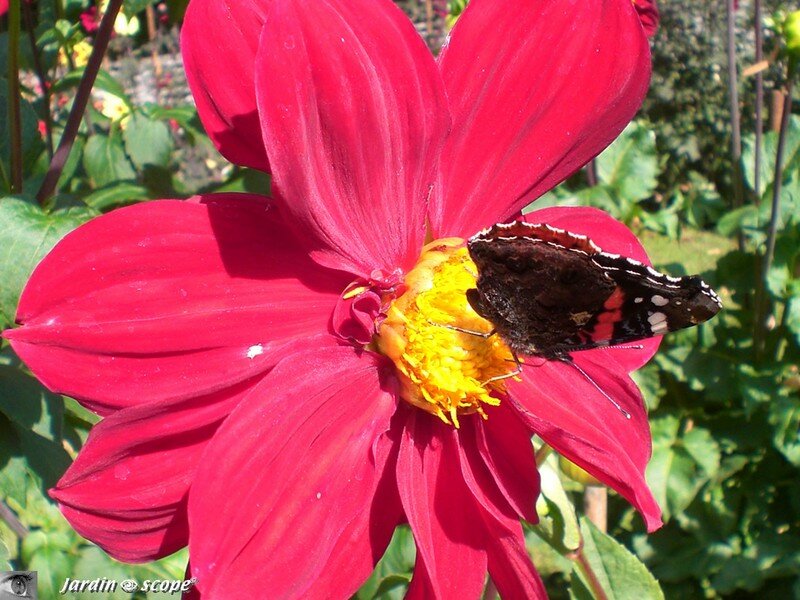 Dahlia au papillon