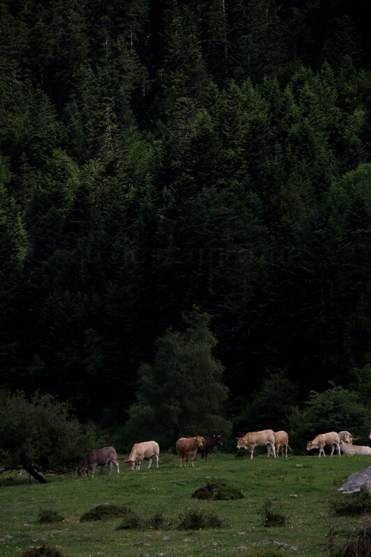 LAC PAYOLLE -HAUTES-PYRENEES