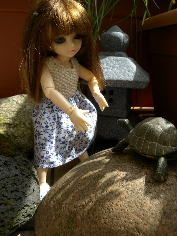 Tortue1