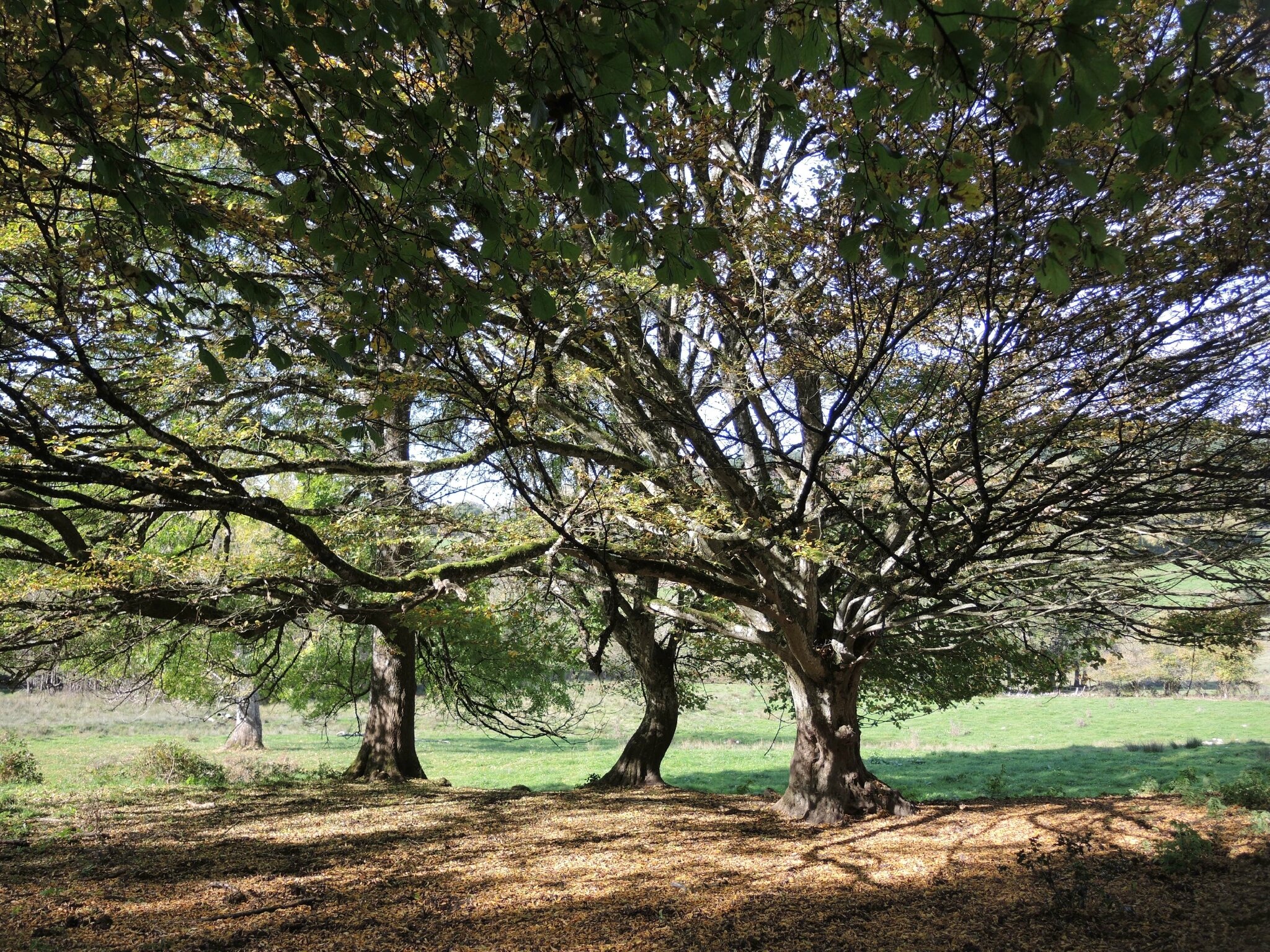 Chagnon, arbres (58)