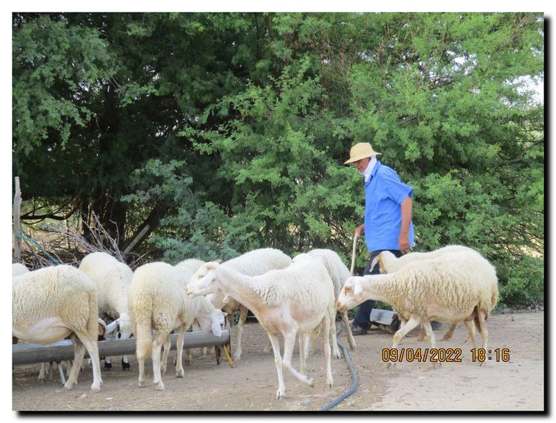 20221210gds-hist-abenjeb_au_bout_de_lexode_rural_tunisien_Maarouf-Omar-Brebis