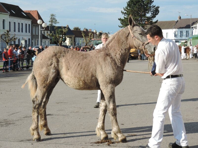 Galipette de la Lys - 16 Octobre 2016 - Concours de Poulains - Hucqueliers (62) - 4e (pouliches de l'année (milieu de saison))