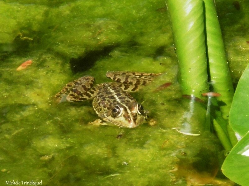 1-Grenouilles et fleurs de Léon 060517