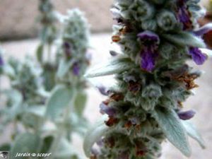 Epiaire laineux • Stachys byzantina lanata
