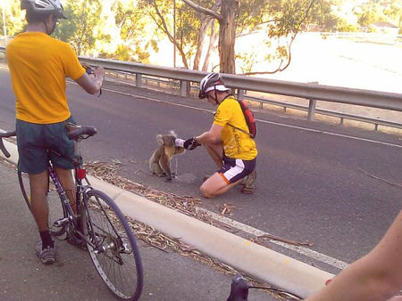 koala_cycliste2