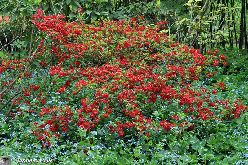 Rhododendron rouge ... !