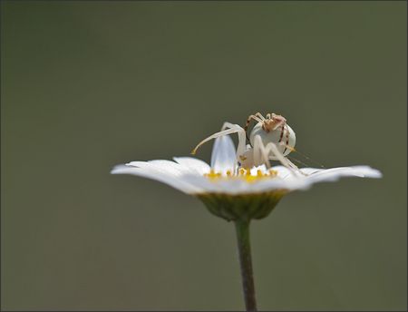 Torfou_thomise_accoupl_1_marguerite_010511