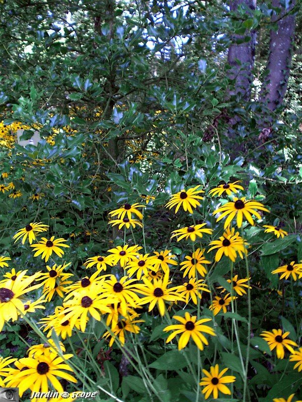 7428_Ilex_et_Rudbeckia