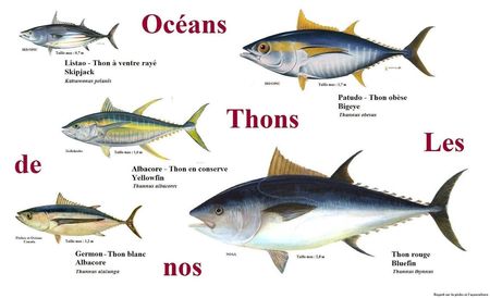 Thon_2Bmonde_2Blistao_2Balbacore_2Bgermon_2Bbluefin_2Bbigeye_2Bpatudo