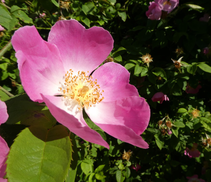 1 fleur rose