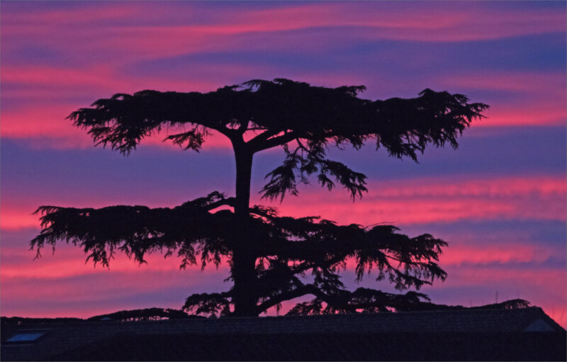 arbre cèdre aube rouge 160221