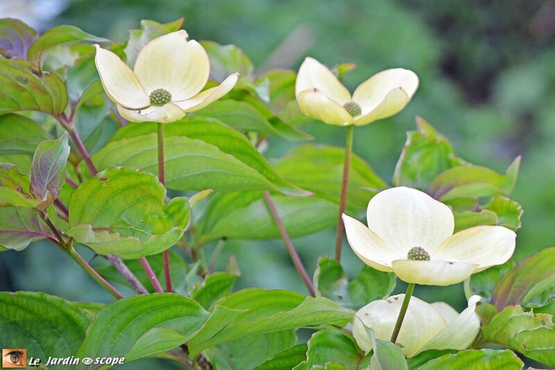 Cornus-kousa-Venus